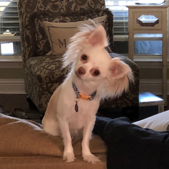 Meet your Posher, Stephanie - Picture 1 of 1